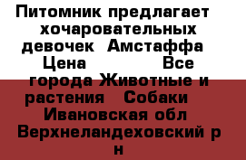 Питомник предлагает 2-хочаровательных девочек  Амстаффа › Цена ­ 25 000 - Все города Животные и растения » Собаки   . Ивановская обл.,Верхнеландеховский р-н